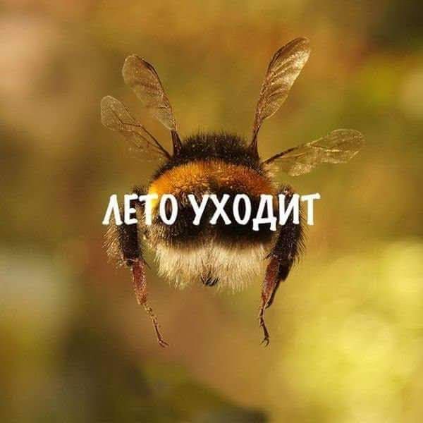 Улетающая прочь пчела как символ уходящего лета