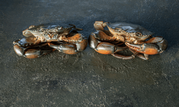 Крабики, пуэр и пятый шанс