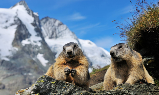 Сурки, на выход