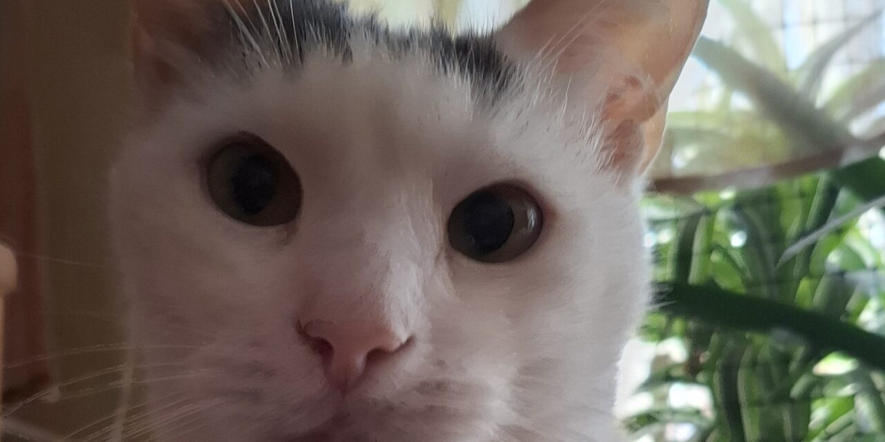 Блеск и нищета кошачьих сущностей: юбилей Шаманыча