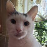 Блеск и нищета кошачьих сущностей: юбилей Шаманыча