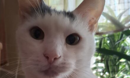 Блеск и нищета кошачьих сущностей: юбилей Шаманыча