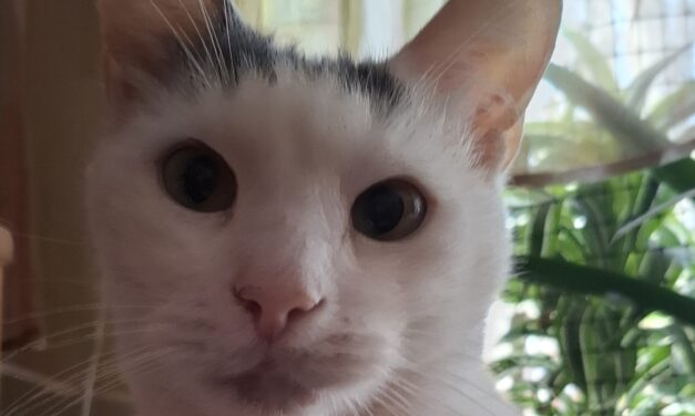 Блеск и нищета кошачьих сущностей: юбилей Шаманыча