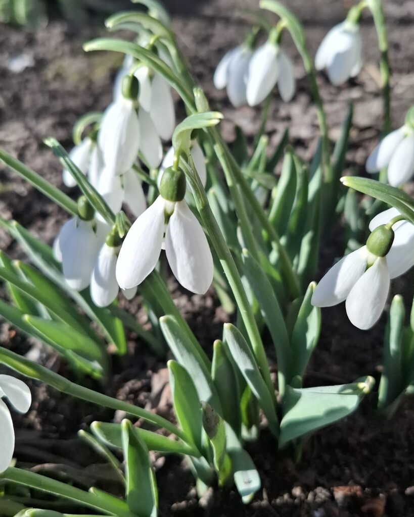 Подснежники на клумбе — маленький букетик весны, который заставил остановиться и достать телефон
