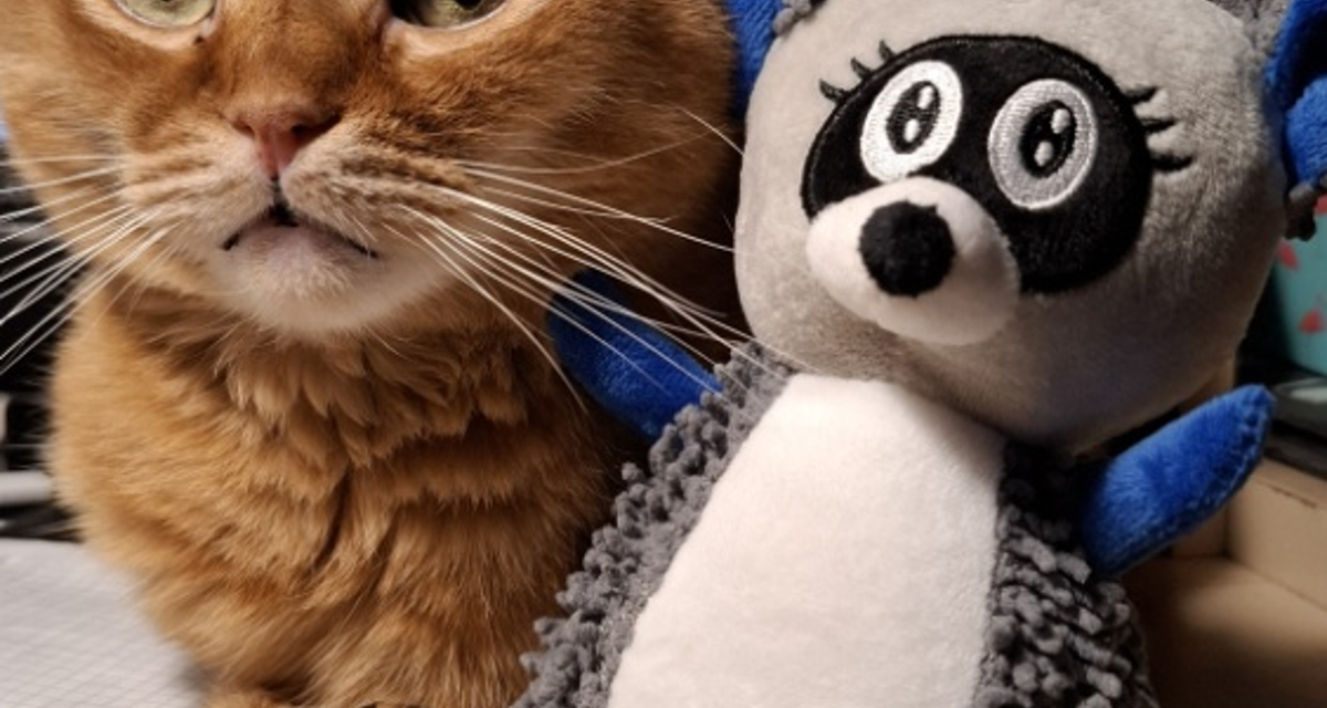 Енот в доме. Данетот