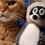 Енот в доме. Данетот