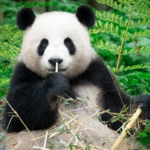 Теория заговора