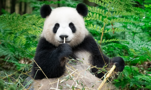 Теория заговора