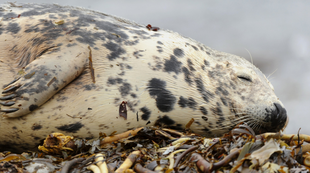 Тюлень в крапинку спит на водорослях на берегу — абсолютный дзен и идеальное воплощение понедельничного саботажа и покоя.