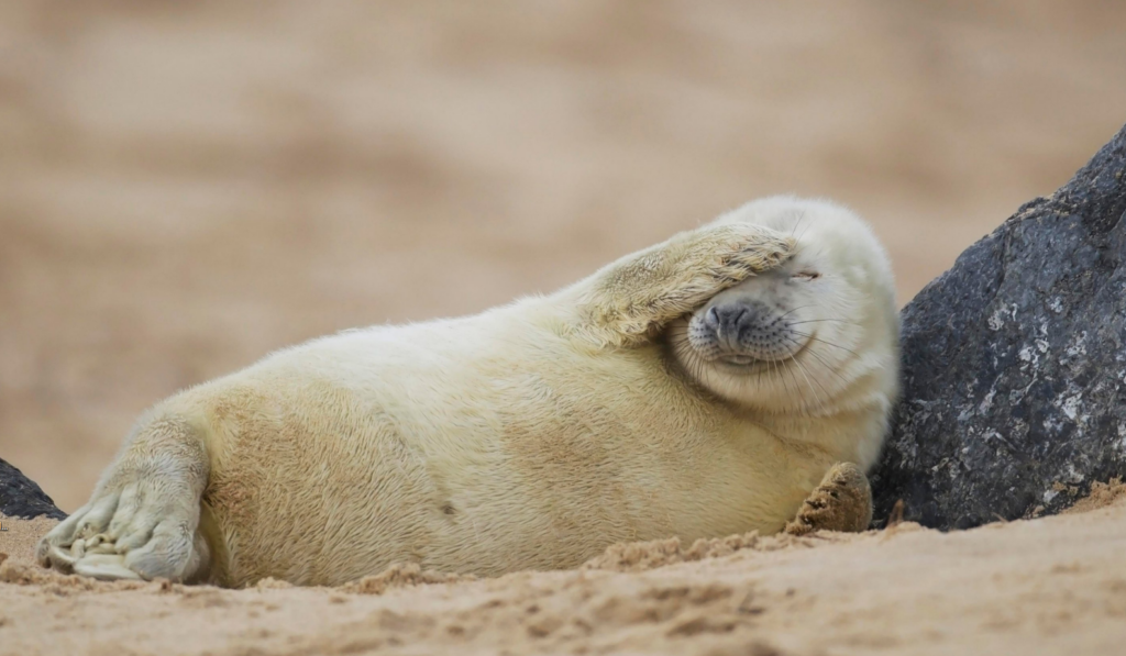 Милейший тюлень лежит, прикрыв морду лапой и улыбается