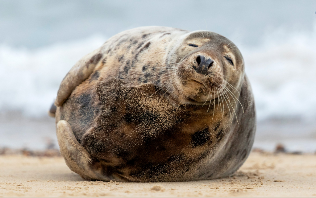 Смотрите на Тюленя. Будьте как Тюлень. Познайте дзен через округлость.