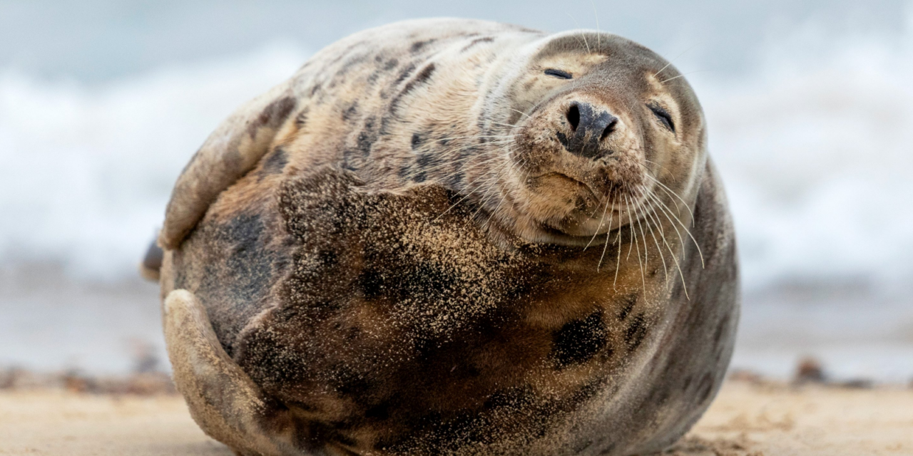 Явление Тюленя Народу, или Утро №3