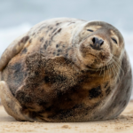 Явление Тюленя Народу, или Утро №3