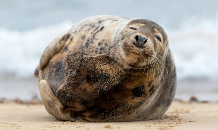 Явление Тюленя Народу, или Утро №3